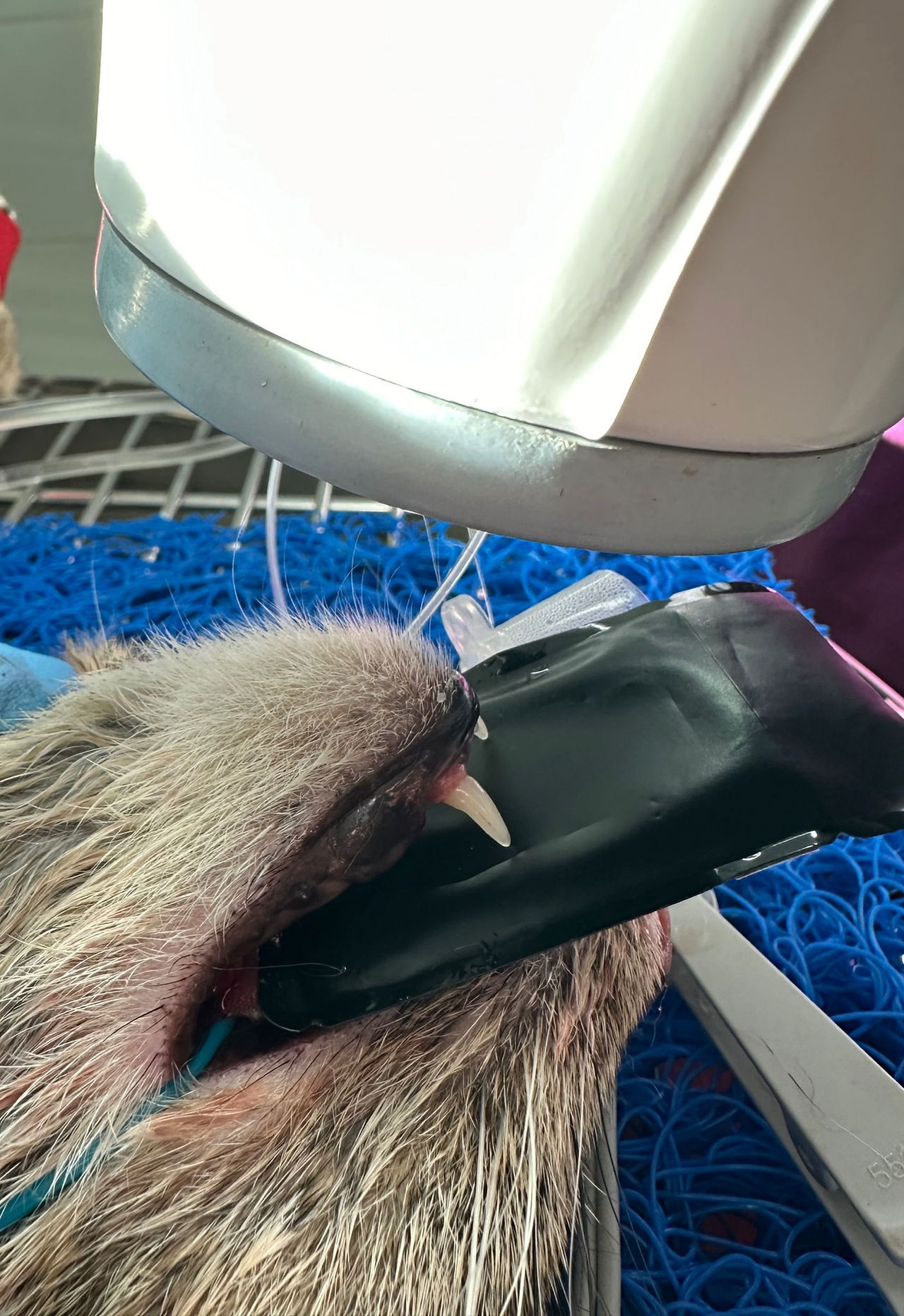 Zahnröntgen Aufnahme mit einer Dentalröntgenröhre und Film