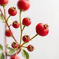 a close up of rosehip, not in a bottle .
