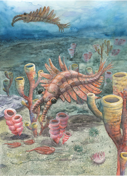 Anomalocaris.jpg