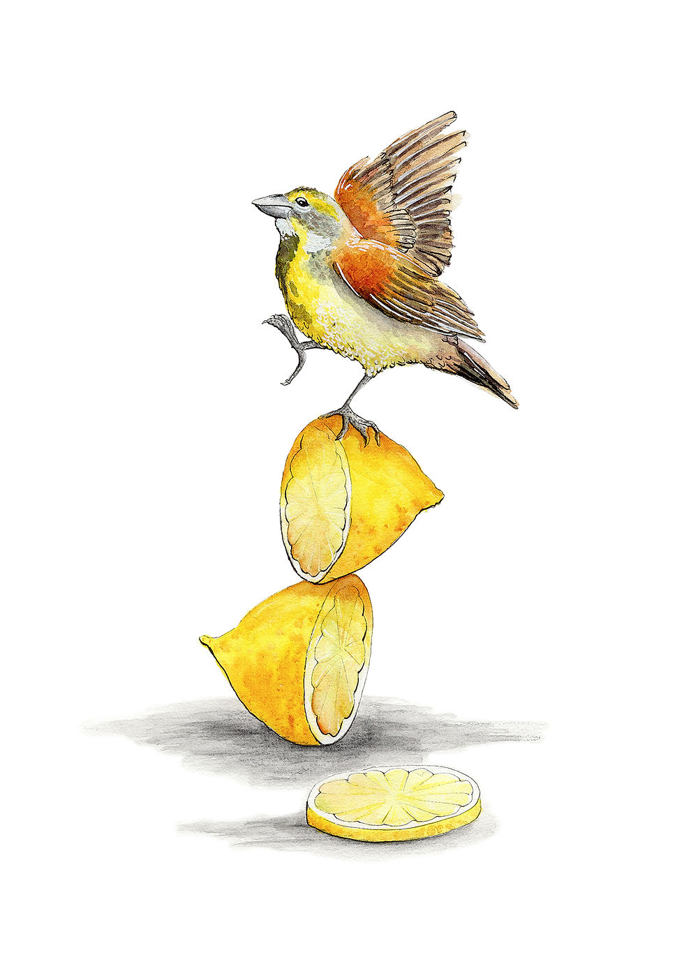 4_MLeDantec_Dickcissel