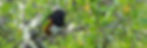 Towhee by Maggie Tieger - small_edited.jpg
