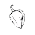 hand drawn black and white habanero pepper