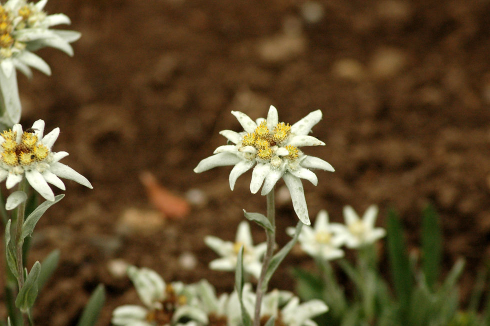 Edelweiss