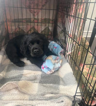 Black cocker spaniel puppy in a crate.