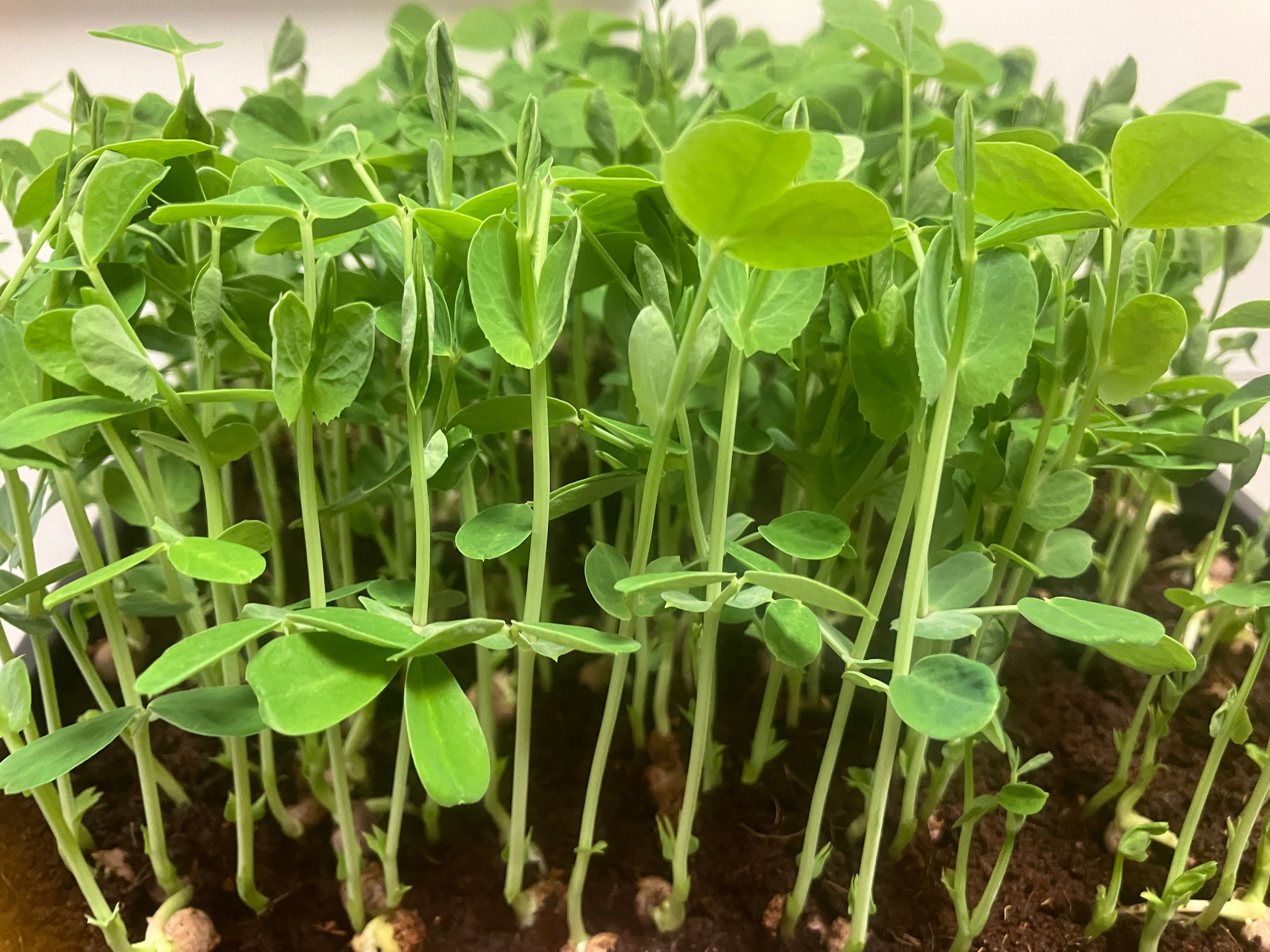 Pea Microgreens