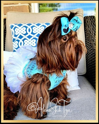 Alt text: Long-haired brown Shih Tzu dog sitting on a gray outdoor sofa, wearing a light blue dress with a white tulle skirt and a matching blue bow with paw print designs. The background features a patterned blue and white pillow and part of a wicker chair. The image has "Aleka Shih Tzu" branding in the lower corner, indicating a lifestyle or breeder context.