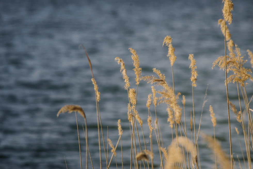 vegetation-with-lake-background_edit.jpg