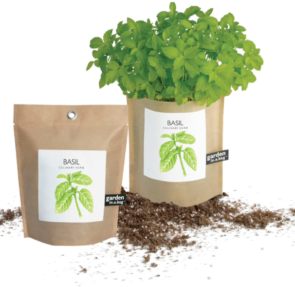 Free Basil Seed Kit