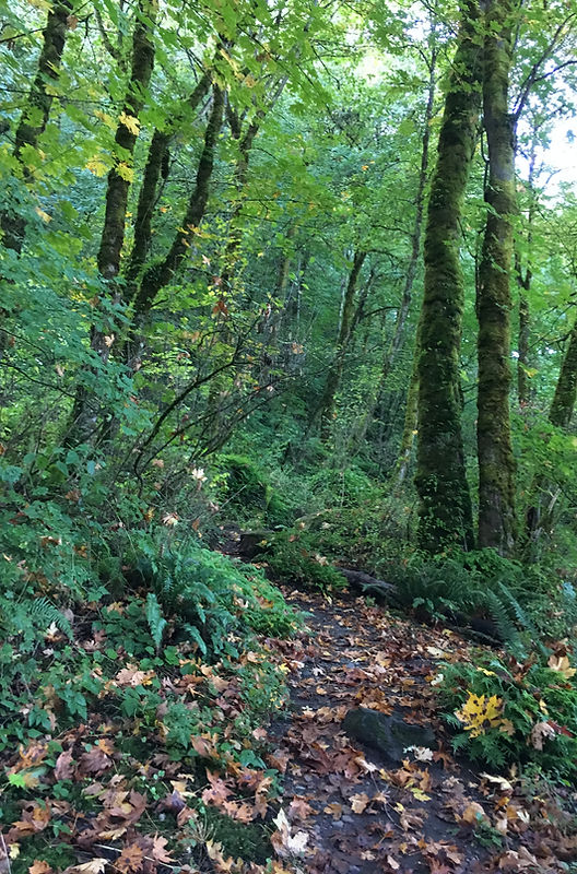 Lush forest trail