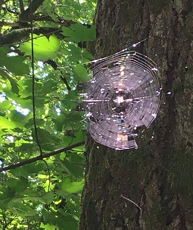 A beautiful spider web showing the perfection and Spirit in all things