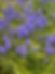 Purple Flowers Field.heic