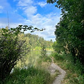 A path leads from the woods into a meadow on a beautiful sunny day in the spring