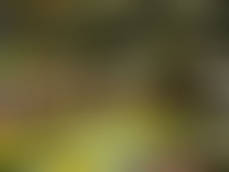 Voyage diplomatique en Afrique du Sud