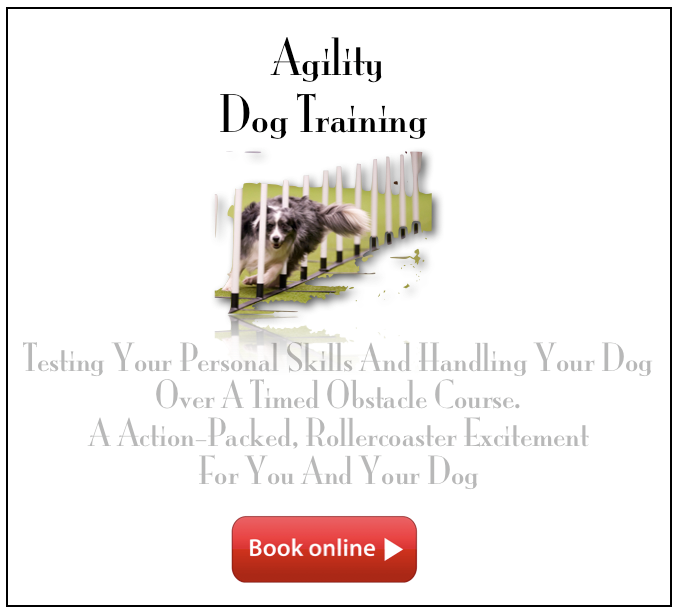 Agility Dog Training