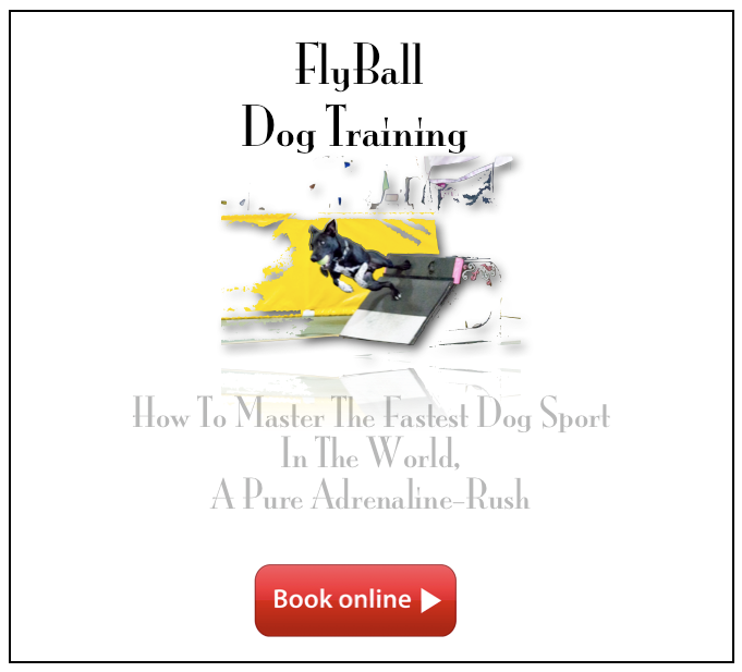 FlyBall Dog Training