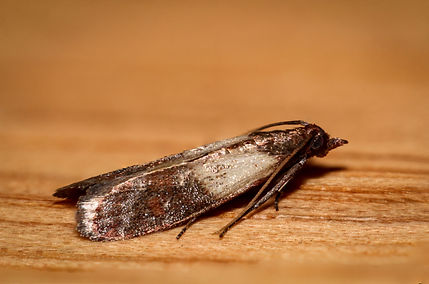 Indian meal moth.jpg