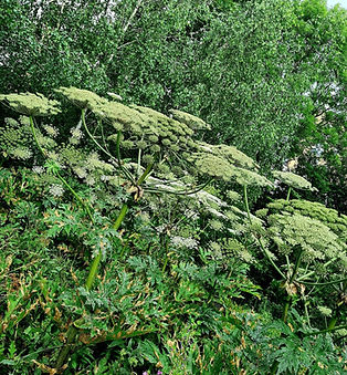 Giant Hogweed - copyright Daniel Docking.jfif.jpeg