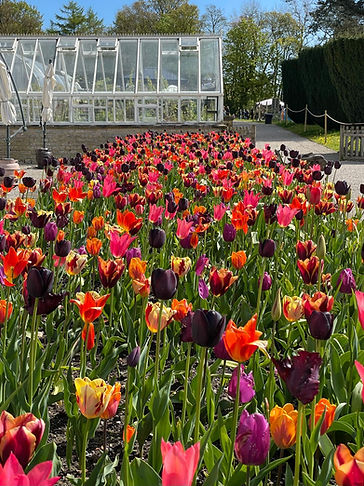 Tulips at thornbridge noah mabey.jpeg