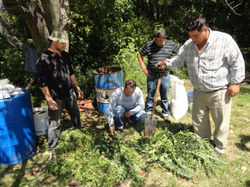 Preparando biofertilizante