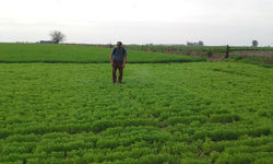 Pulverizando el cultivo de lenteja