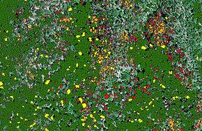 Forestry_Health_Polygons.jpg
