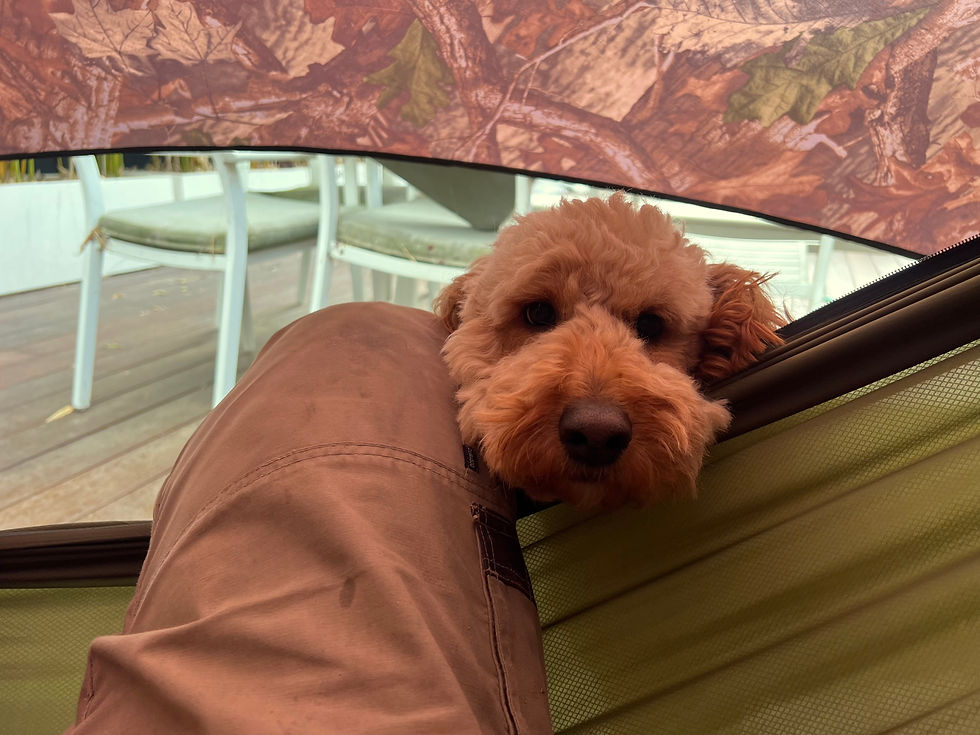 Thumbnail: Camping Hammock Palmar Gear puppies love it too!