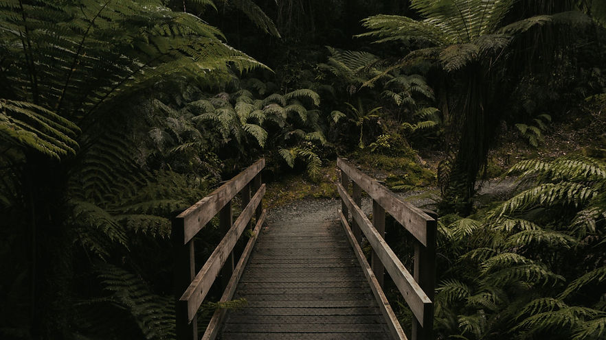 Palmar outdoor ultralight gear in the forest