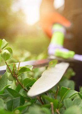 male-hands-cutting-bushes-with-big-scissors.jpg