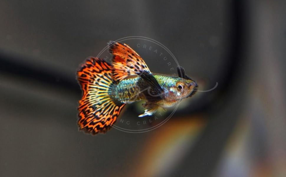 Thumbnail: 5 Dumbo Ear Platinum Red Guppy Live Tropical Freshwater Aquarium Fish
