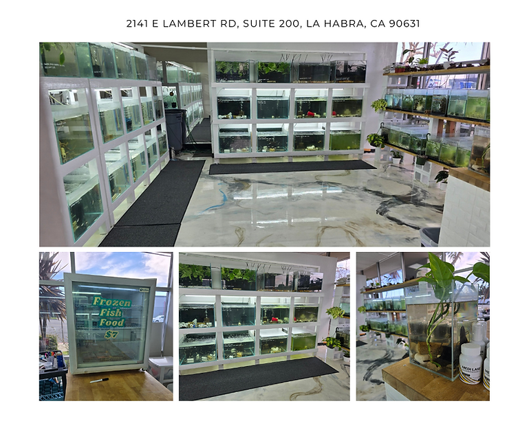 White Collage Travel Blog Facebook Post.png