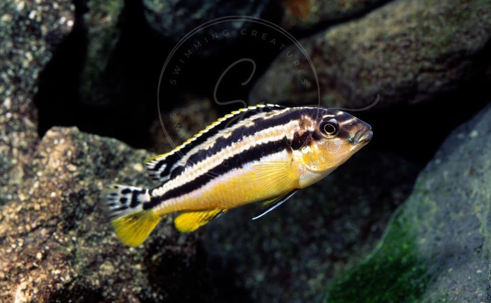 Thumbnail: 8 Assorted African Cichlids (1–1.5") – Exotic Freshwater Aquarium Fish