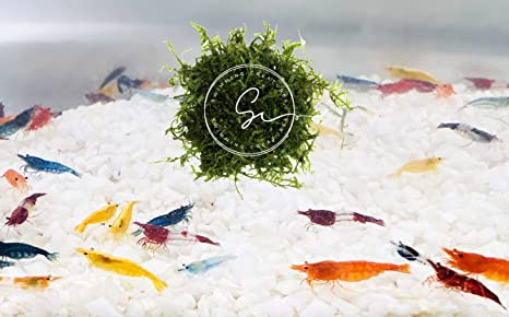 10 Mixed Color Neocaridina Shrimp with Christmas Moss (1 Square Inch