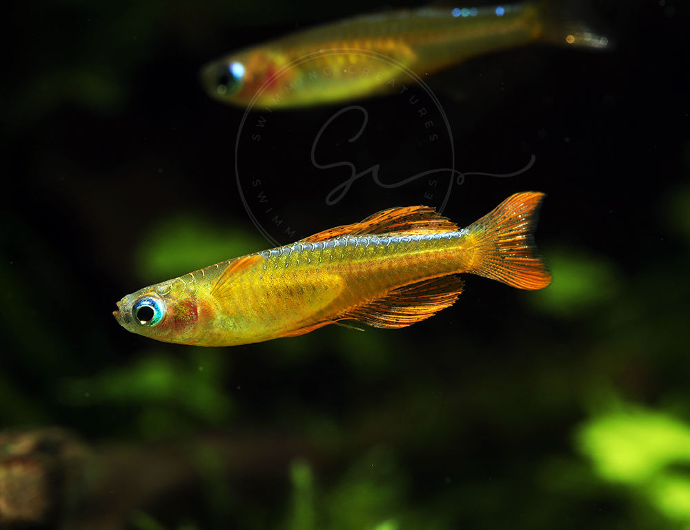 6 Red Neon Blue Eye Rainbowfish (Pseudomugil luminatus)