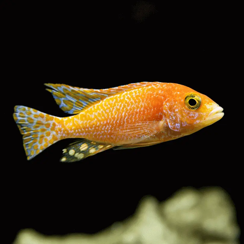 Thumbnail: 8 Assorted African Cichlids (1–1.5") – Exotic Freshwater Aquarium Fish