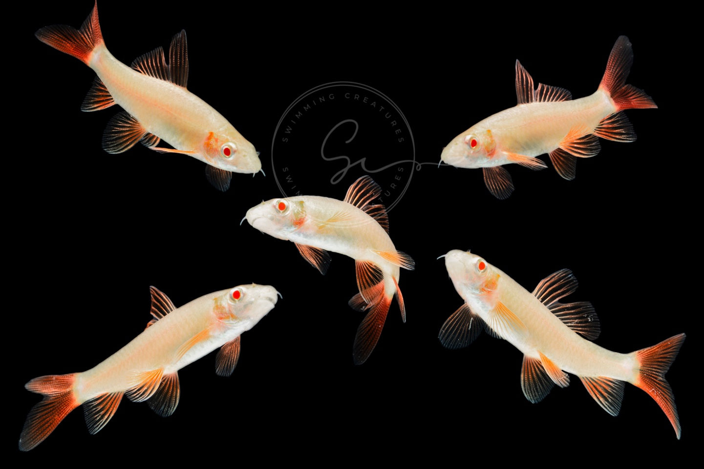 3 Albino Rainbow Sharks (Epalzeorhynchos Frenatum) Aquarium Fish Live