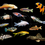 Thumbnail: 5 PCS Assorted Tropical Fish Combo Pack