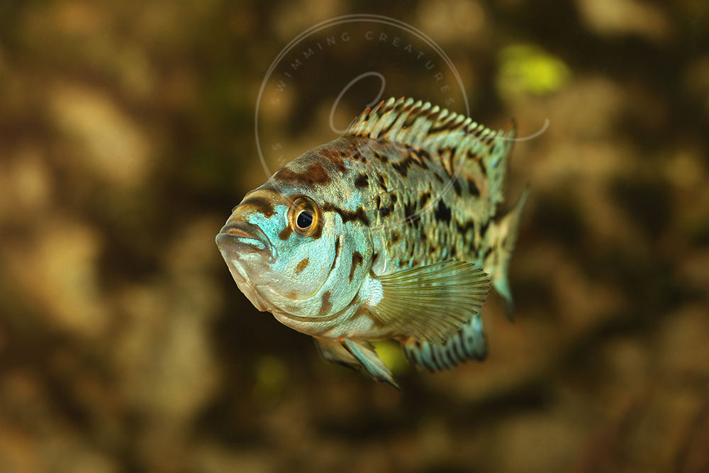 2 Blue Electric Dempsey (Rocio octofasciata) 1-1.5"