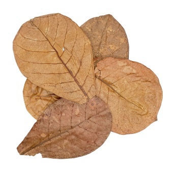 Thumbnail: Swimming Creatures 10X Premium Almond Leaves for Aquarium Fish, Shrimps, bettas