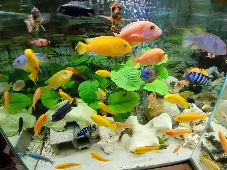 8 Assorted African Cichlids (1–1.5") – Exotic Freshwater Aquarium Fish