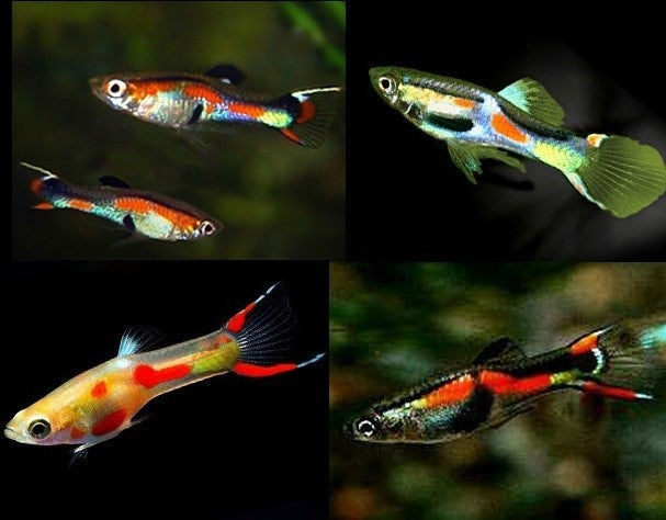 Thumbnail: 6 Mixed Endler Livebearer (Poecilia wingei) Live Freshwater Aquarium Fish