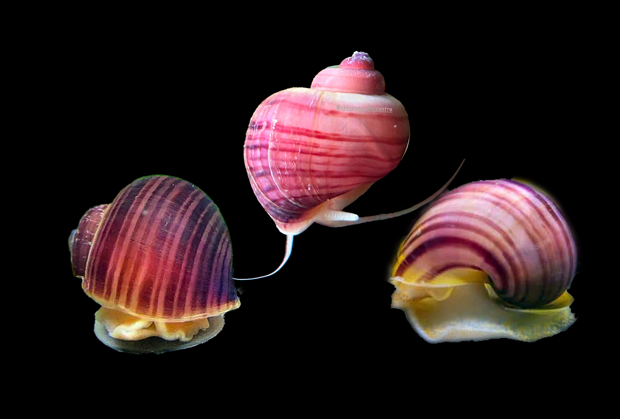 3 Magenta Mystery Snails for Freshwater Aquarium