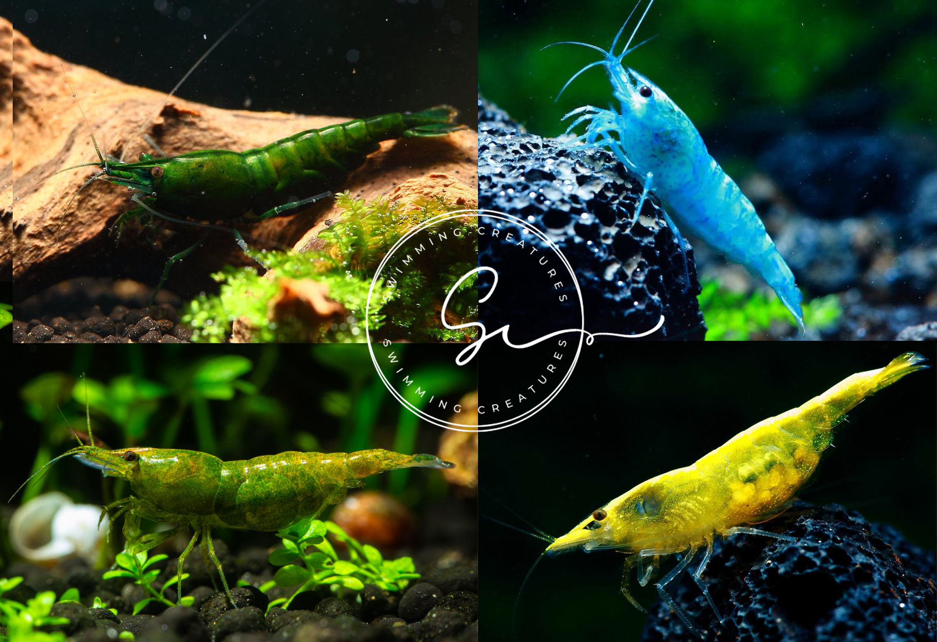 15 Pack Vivid Mix Shrimp! Blue Velvet/Apple Green/Goldenback Yellow