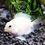 Thumbnail: Swimming Creatures 5 Platinum Polar Parrot Cichlid Juveniles Freshwater Fish
