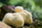 Cream-colored lion’s mane mushrooms growing on a mossy log, with a soft green forest background and bokeh.