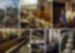 Collage of agave tequila production: workers harvest plants, stack piñas, operate distillery vats, stills, and aging barrels.