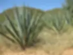 Blue sky over Agave angustifolia plants - used to make Bacanora - in a dry grassy field with low green hills in the background.