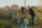 Workers harvest agave in a grassy field at sunset, one holding a tool; CAZCANES text on shirts.