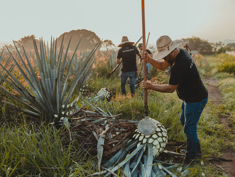 How to Sell Tequila & Agave Spirits: A Product Knowledge Guide for Retail & Restaurant Staff