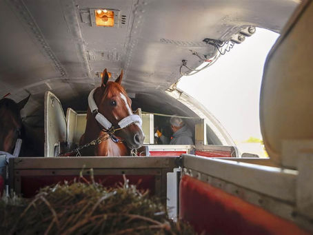 Custo da Exportação de Cavalos: Guia Prático para Proprietários e Criadores