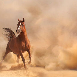 Cavalo Puro Sangue Àrabe